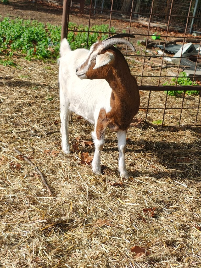 Jonge melkgeit, Femelle, Chèvre, 0 à 2 ans