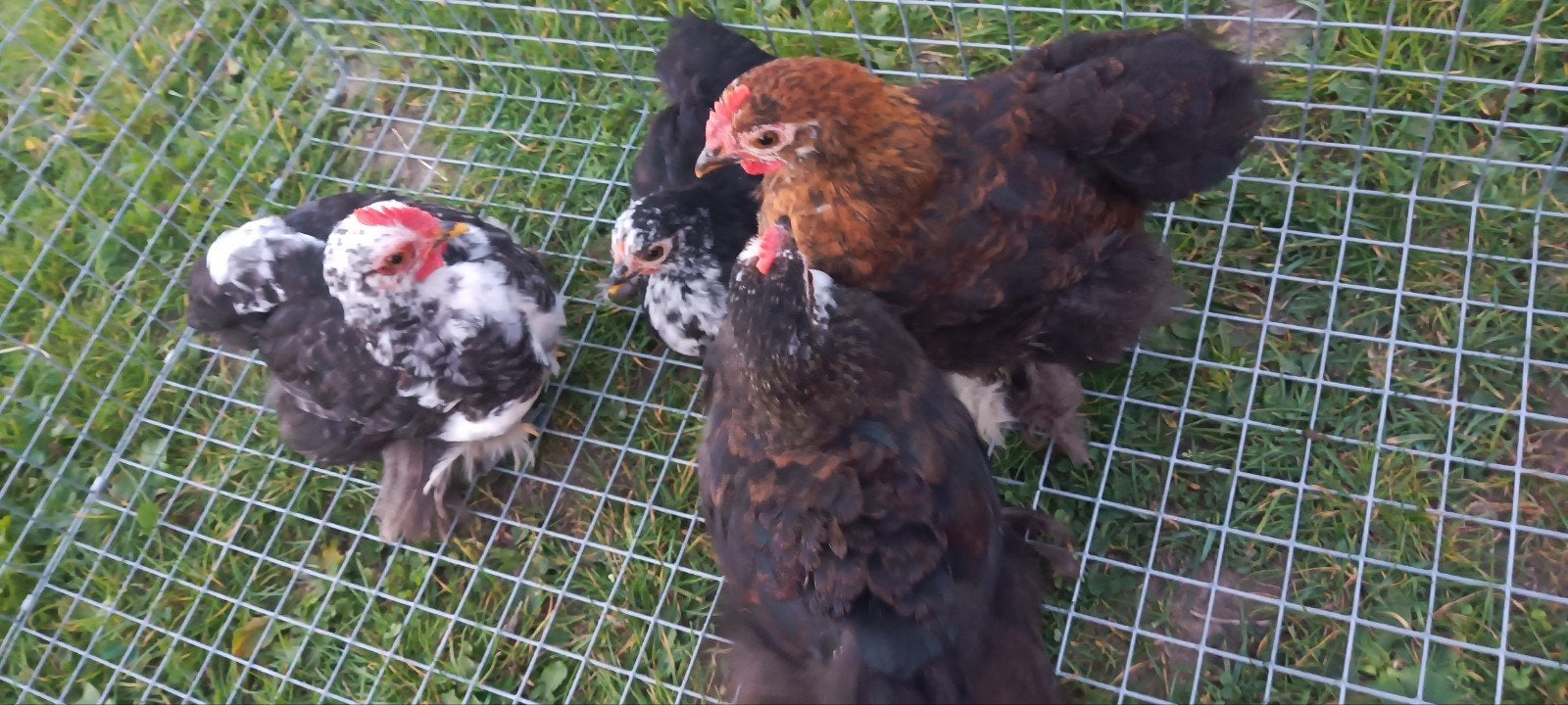 Cochin kippen, Dieren en Toebehoren
