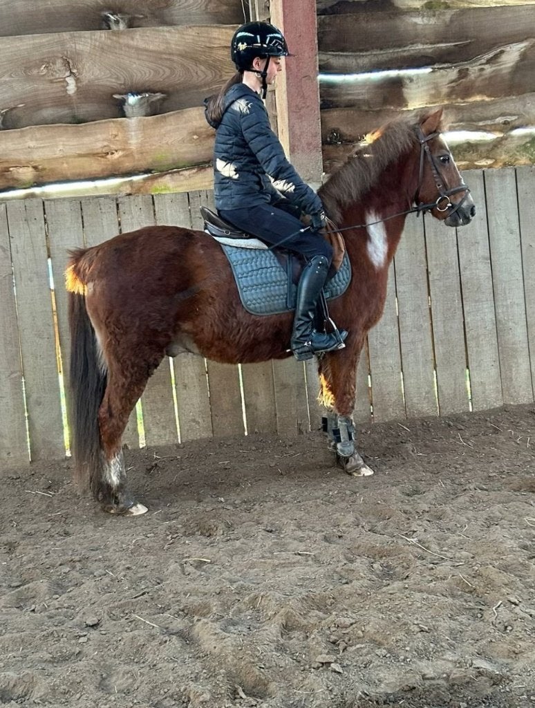 Pony te koop, Gechipt, Ruin, Niet van toepassing, 11 jaar of ouder