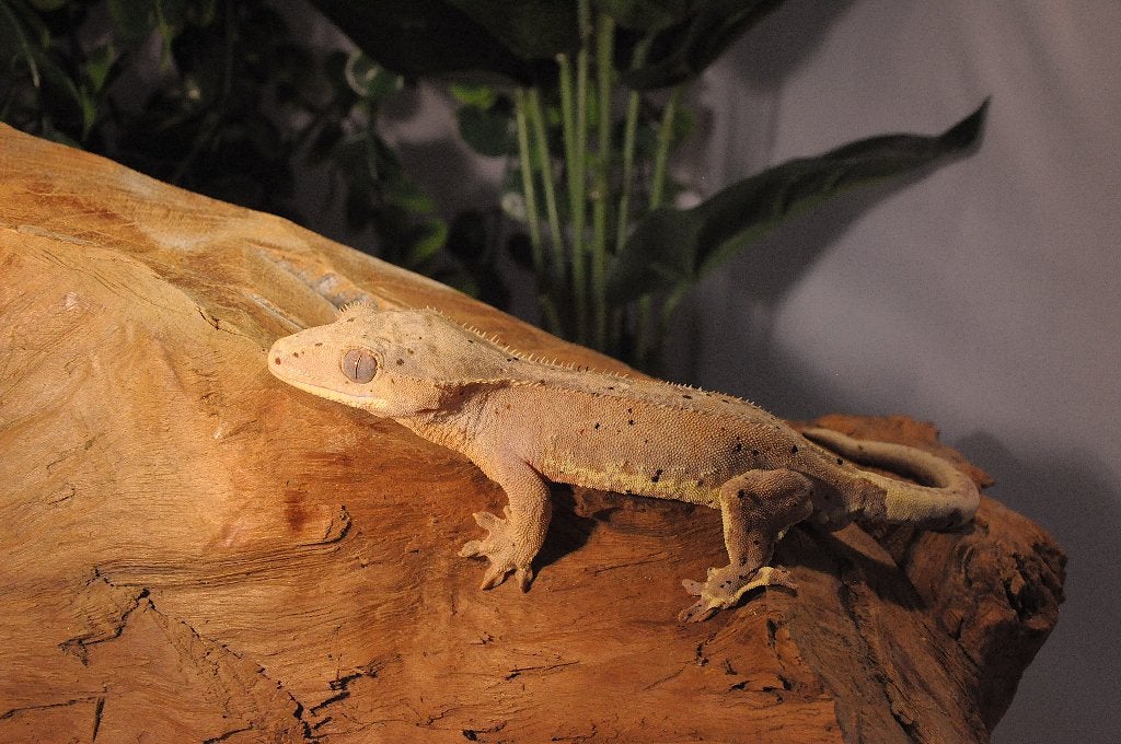 Wimpergekko 12, Animaux & Accessoires, Reptiles & Amphibiens, Autres espèces, 0 à 2 ans