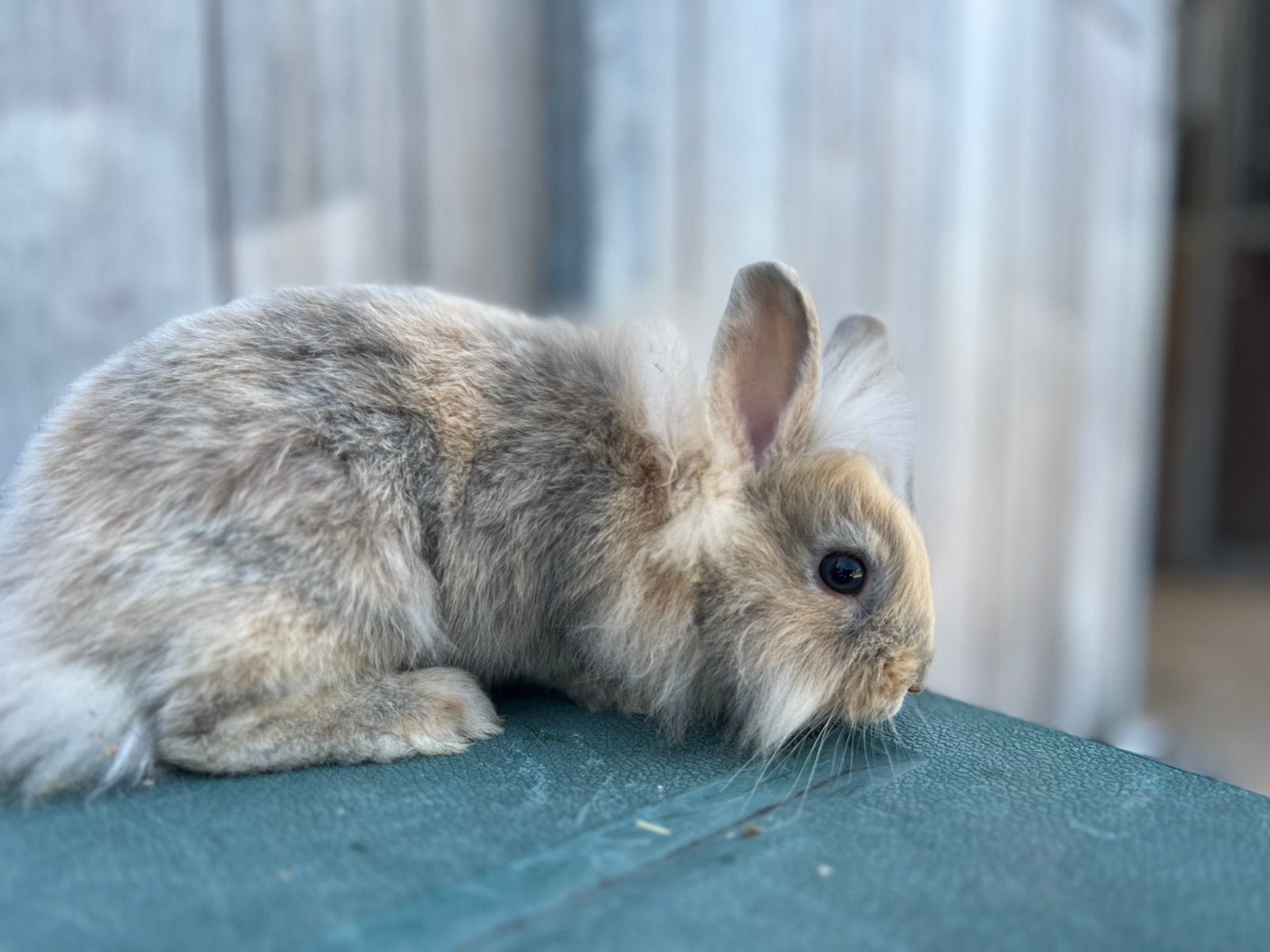 2 dwergkonijntjes, Dieren en Toebehoren, Konijnen, Meerdere dieren, Klein, 0 tot 2 jaar