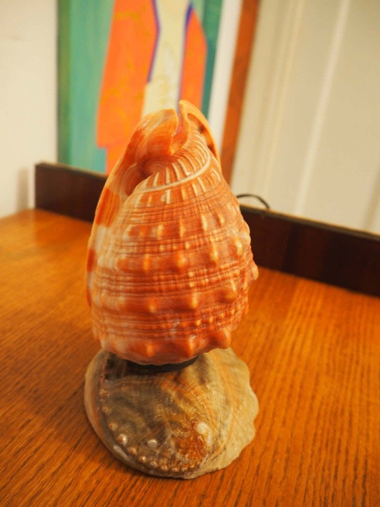 Natuurlijke vintage schelp lamp, tafellamp, 1950s, Enlèvement ou Envoi, Coquillage(s)