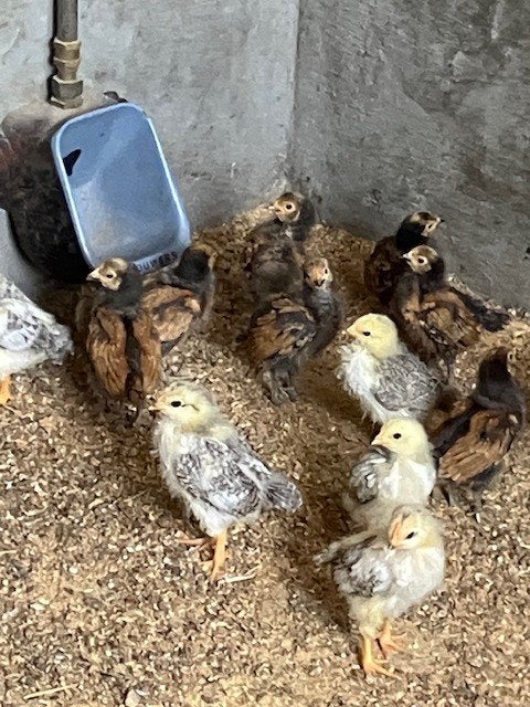 Haantjes Vorwerk/Vredelinger, Dieren en Toebehoren, Pluimvee