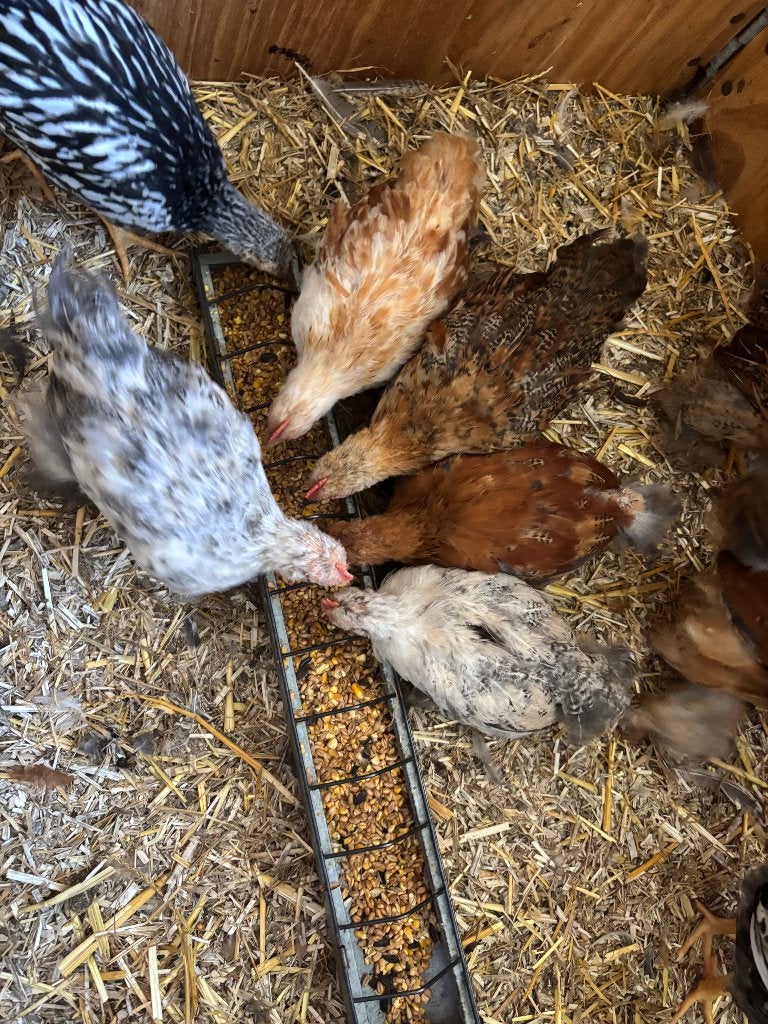 Haantjes, Dieren en Toebehoren, Mannelijk, Kip
