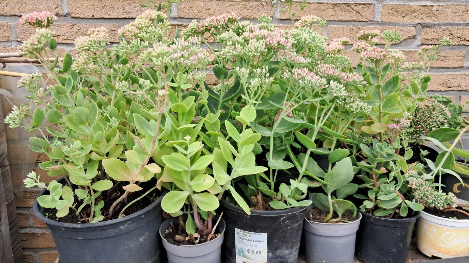 Sedum herbstfreude in pot, Tuin en Terras, Planten | Tuinplanten, Ophalen, Herfst, Vaste plant