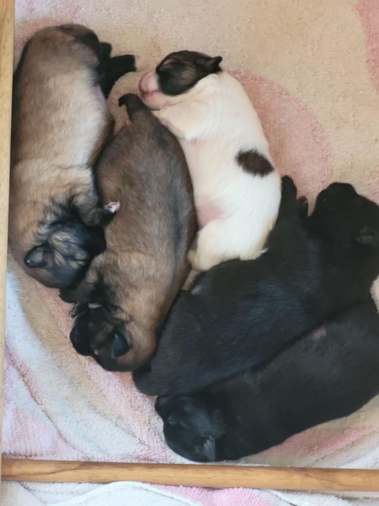 Puppy kleinkees, Dieren en Toebehoren, Parvo, België, Particulier, 8 tot 15 weken
