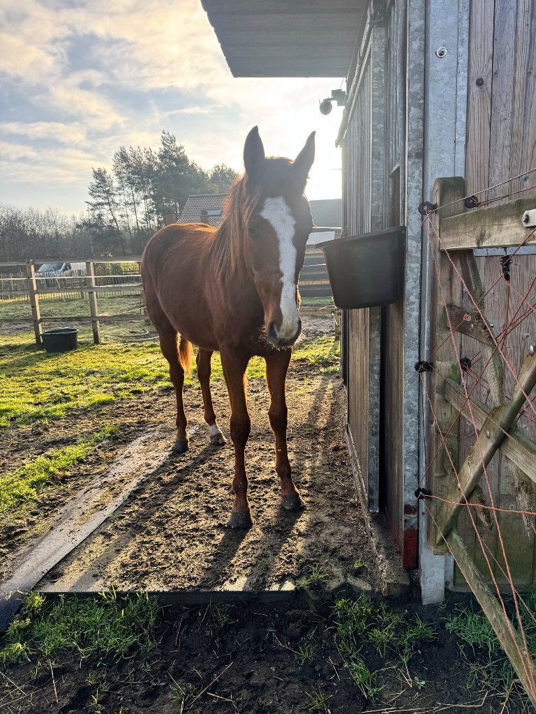 2 jarige ruin van Agalord kcx berghoeve, Dieren en Toebehoren, Springpaard, Met stamboom, Ruin, 0 tot 2 jaar