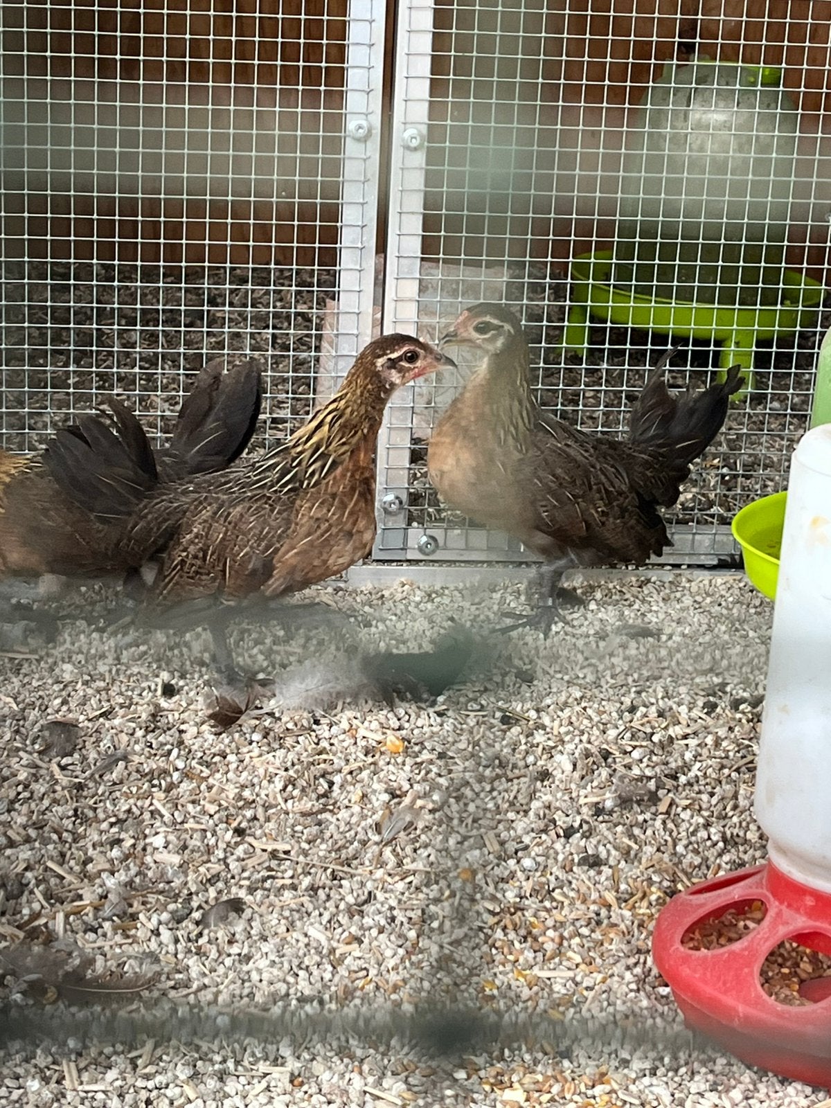 Belgische kriel hennen, Femelle, Poule ou poulet