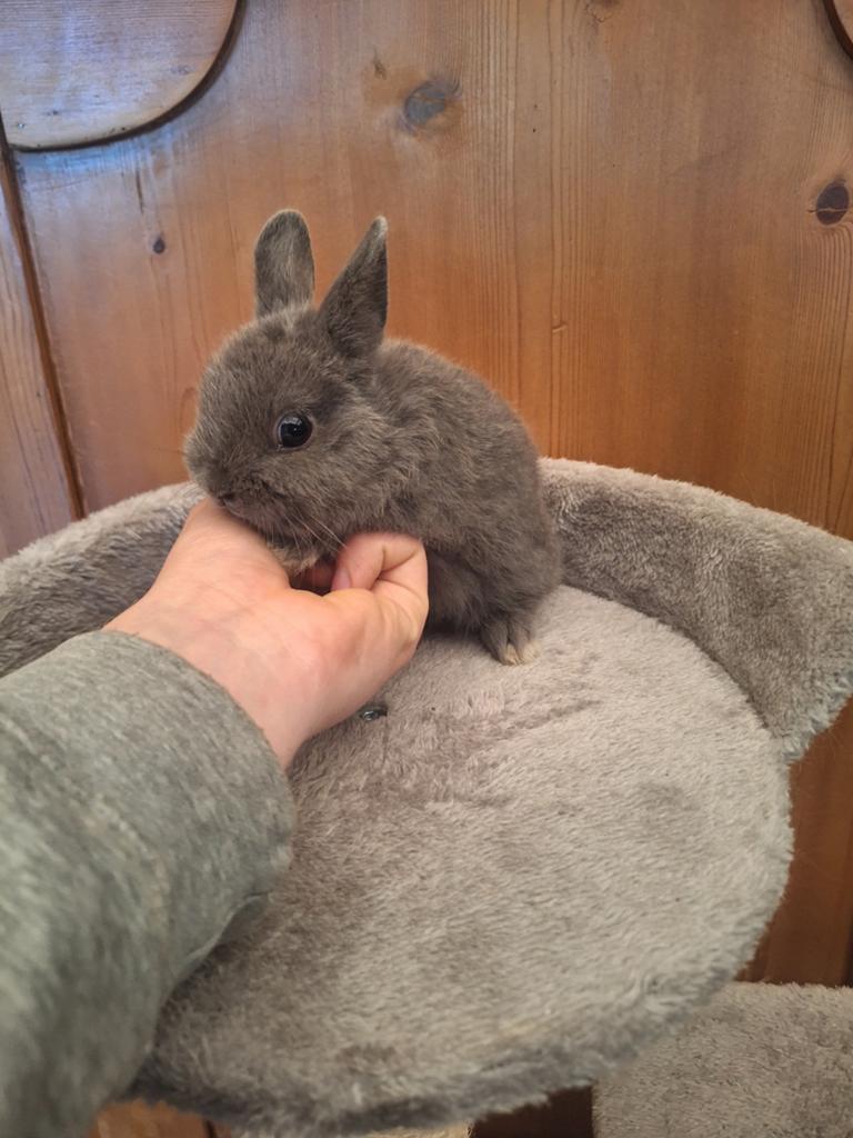 Kleurdwerg konijntjes, handtam, Animaux & Accessoires, Lapins
