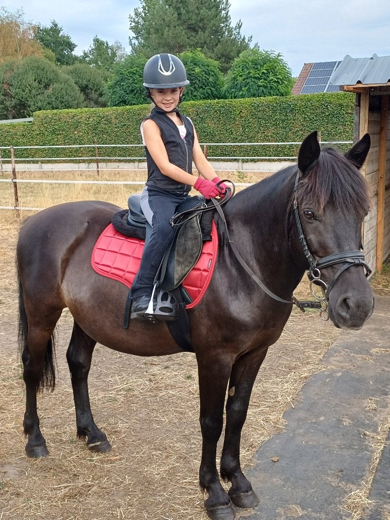 Superlieve D-pony ., Avec puce électronique, 11 ans ou plus, Débourré, Poney D (1.37 m à 1.48m)