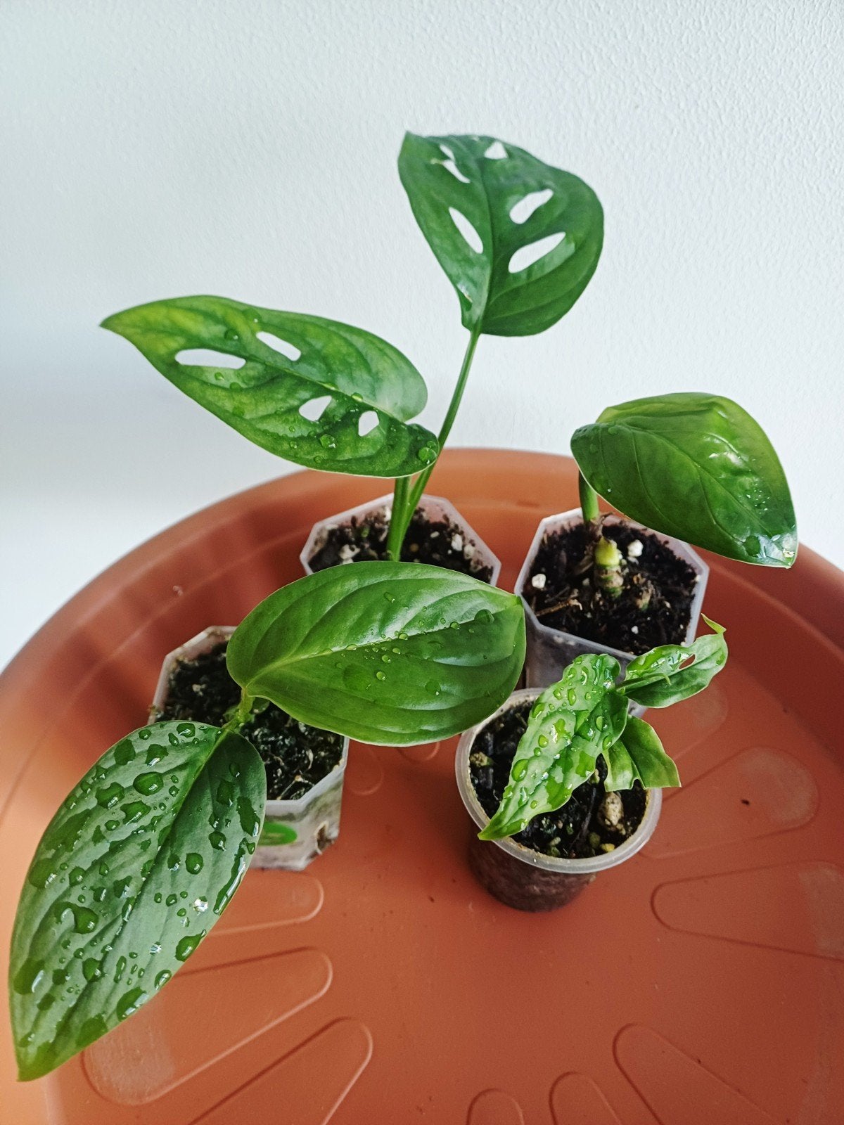 Lot de 4 Monstera, Maison & Meubles, Plantes d'intérieur, Autres espèces, En pot, Enlèvement ou Envoi, Moins de 100 cm