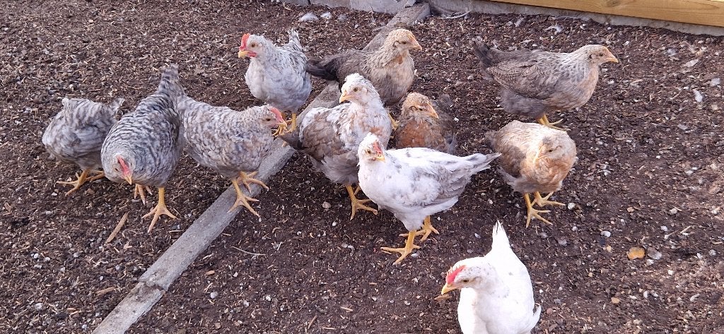 5 Cream Legbar kippen, Dieren en Toebehoren, Pluimvee, Mannelijk, Kip
