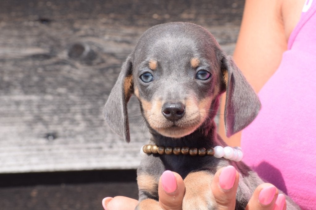 Teckel pups alle kleuren, Dieren en Toebehoren, België, 8 tot 15 weken, Korthaar, Dwerg