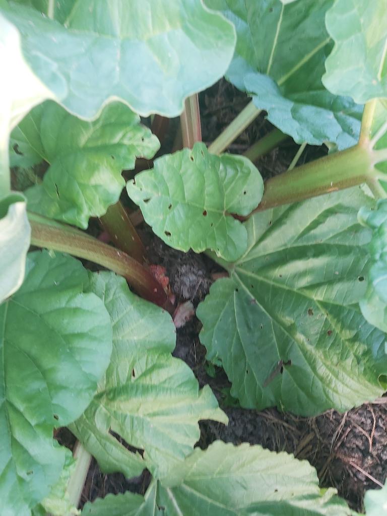 Verse bio rabarber, Tuin en Terras, Ophalen, Nieuw
