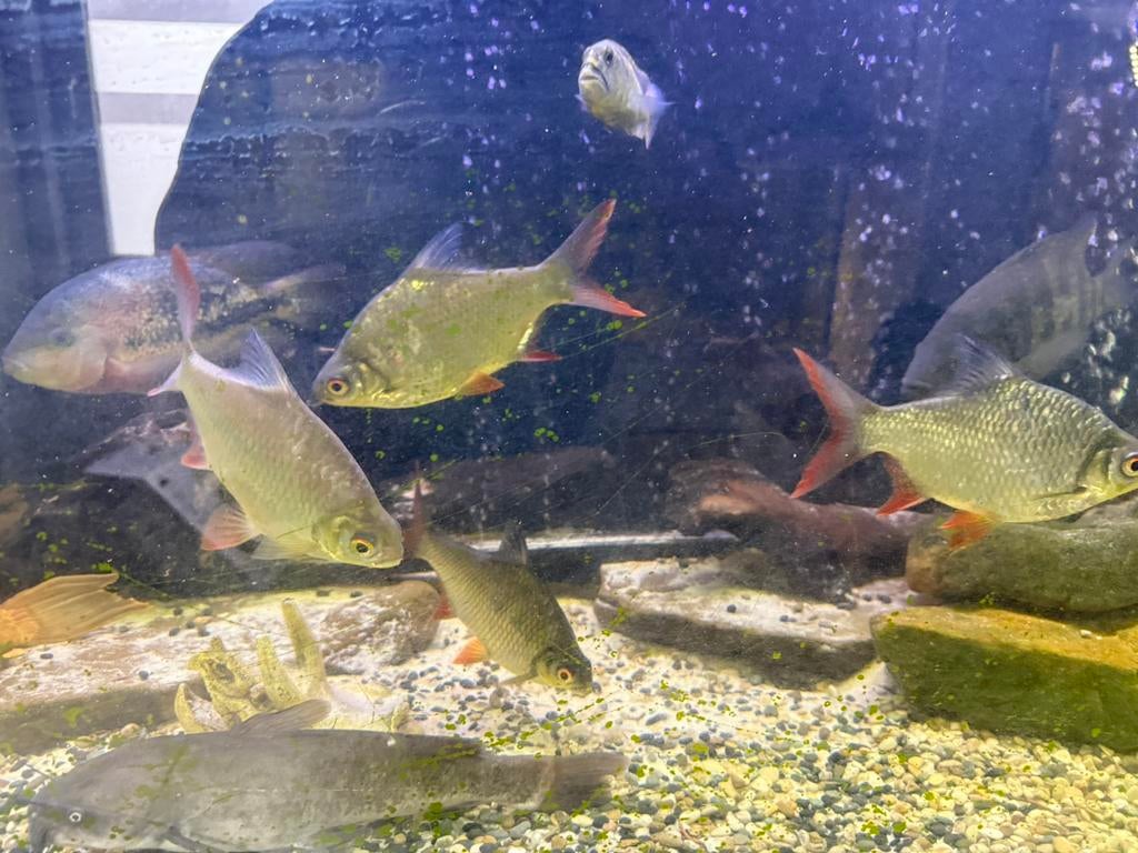 zilverpapierbarbeel, Dieren en Toebehoren, Vis, Zoetwatervis, Schoolvis
