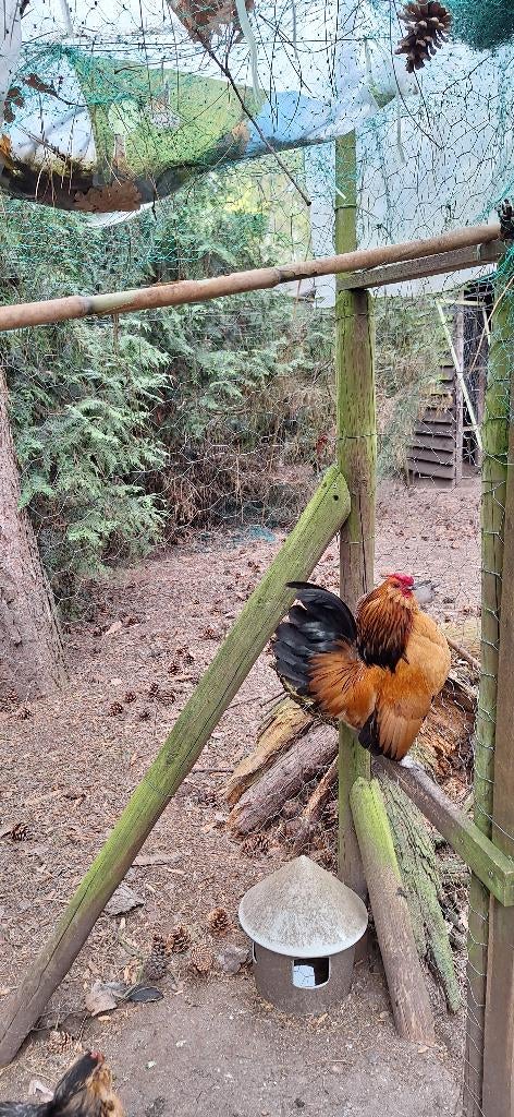 broedeieren antwerpse baardkrielen