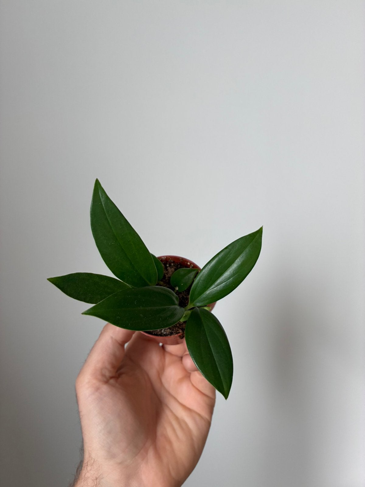 Philodendron dragon tail, Ophalen