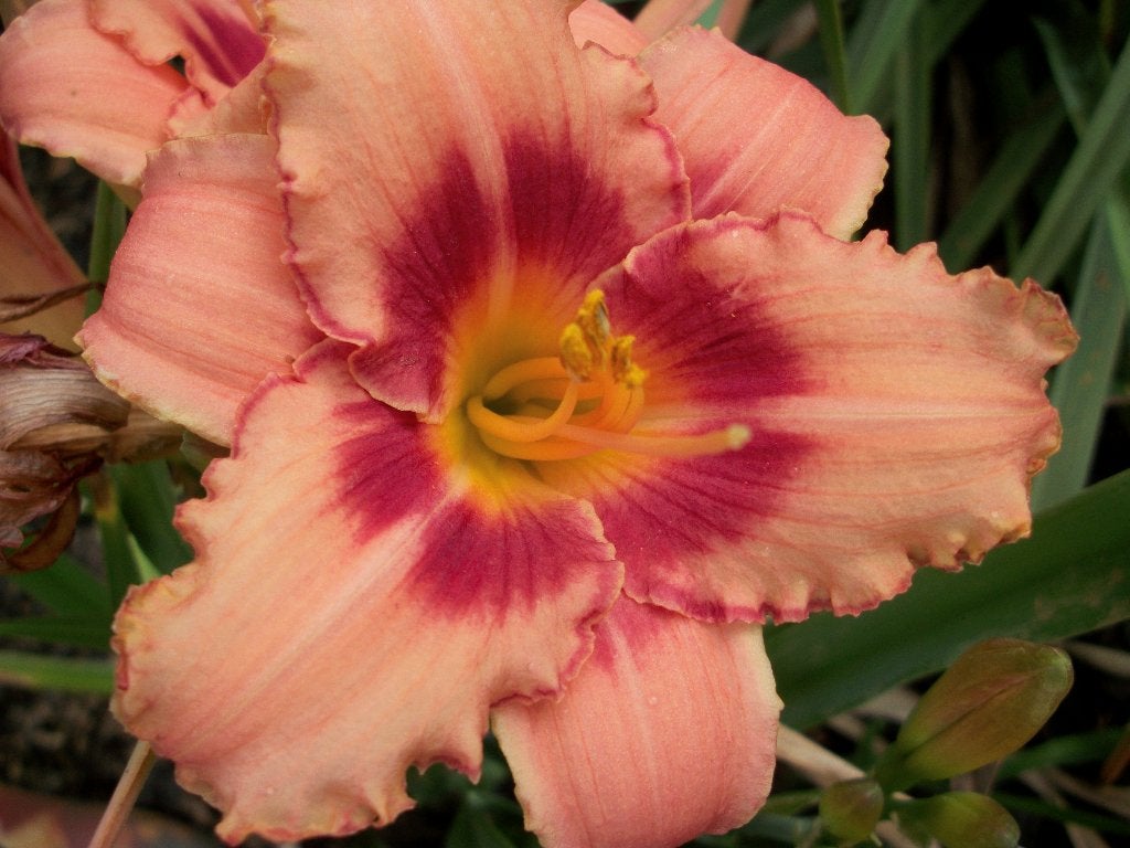Hemerocallis in soorten, Autres espèces, Plein soleil, Été, Enlèvement