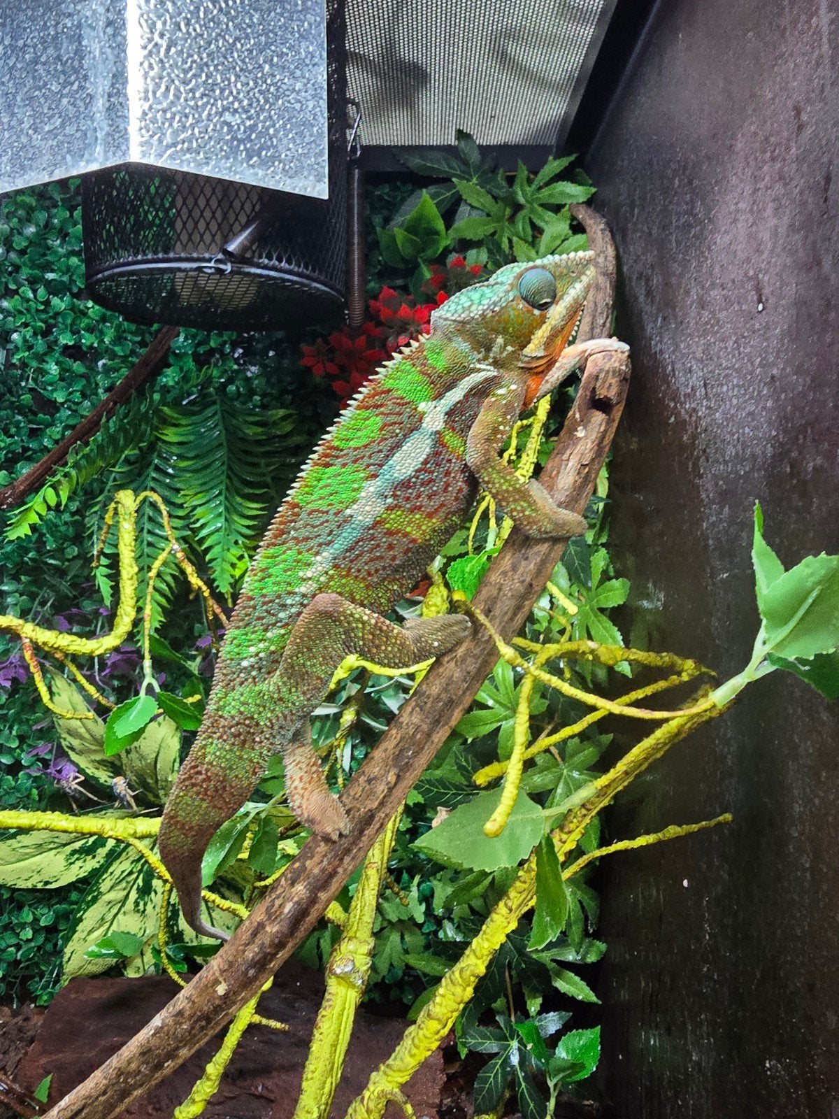 Prachtige panterkameleon (Furcifer pardalis 'Ambilobe'), Dieren en Toebehoren, Reptielen en Amfibieën, Amfibie