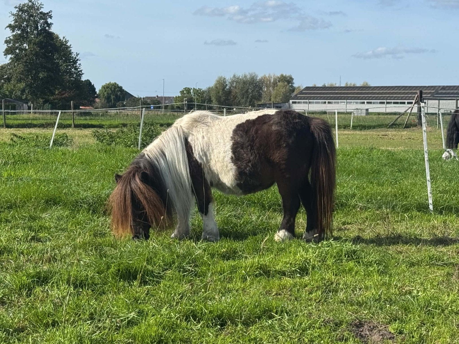 leuke kinder pony, Jument, Poney A (jusqu'à 1.17 m), Avec pedigree, 11 ans ou plus