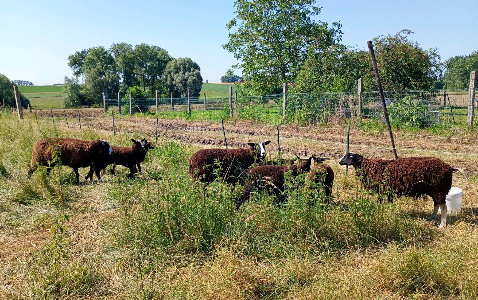Zwartbles ram en ooien, Dieren en Toebehoren, Schapen, Geiten en Varkens
