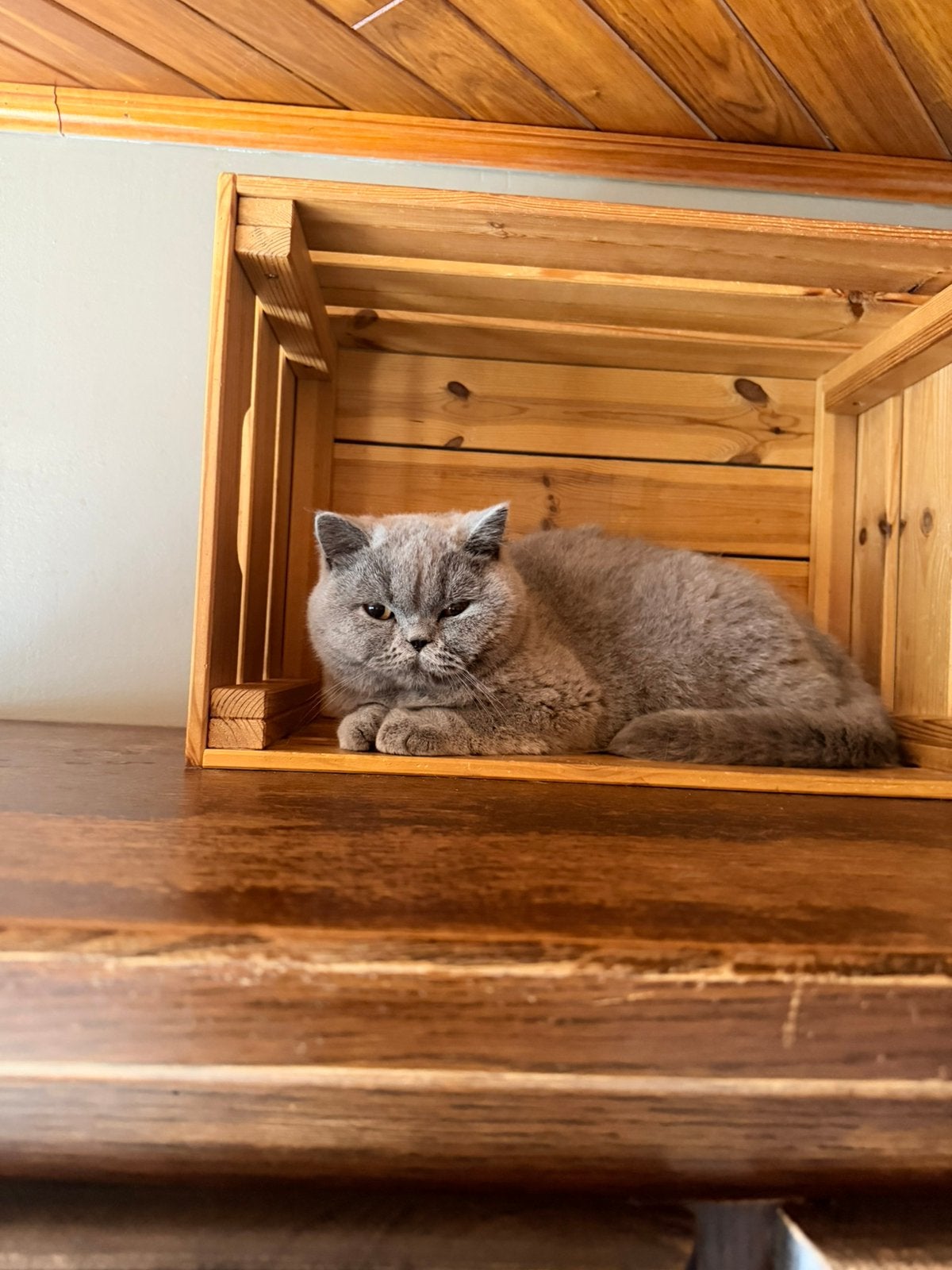 Brits korthaar, Animaux & Accessoires, Chats & Chatons | Chats de race | Poil ras, Plusieurs animaux, Avec puce électronique, 0 à 2 ans