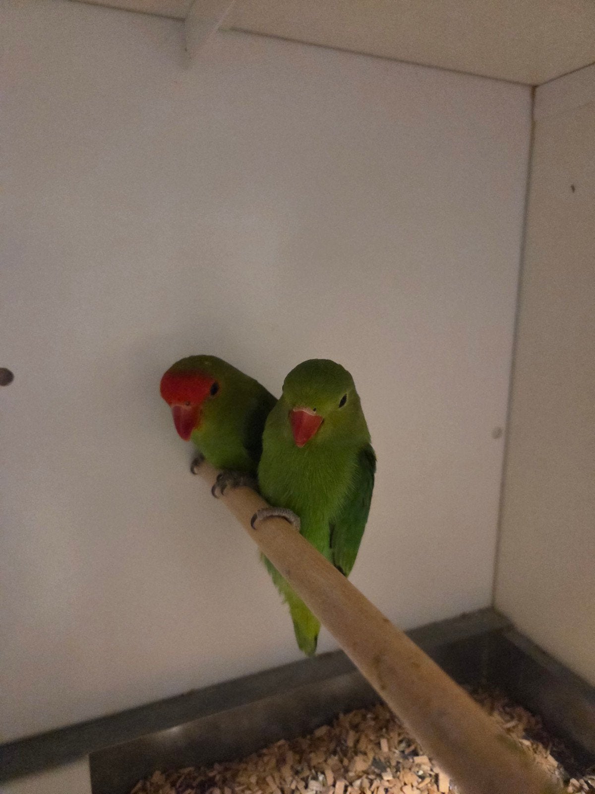 Koppel Taranta, Dieren en Toebehoren, Meerdere dieren, Dwergpapegaai of Agapornis, Geringd