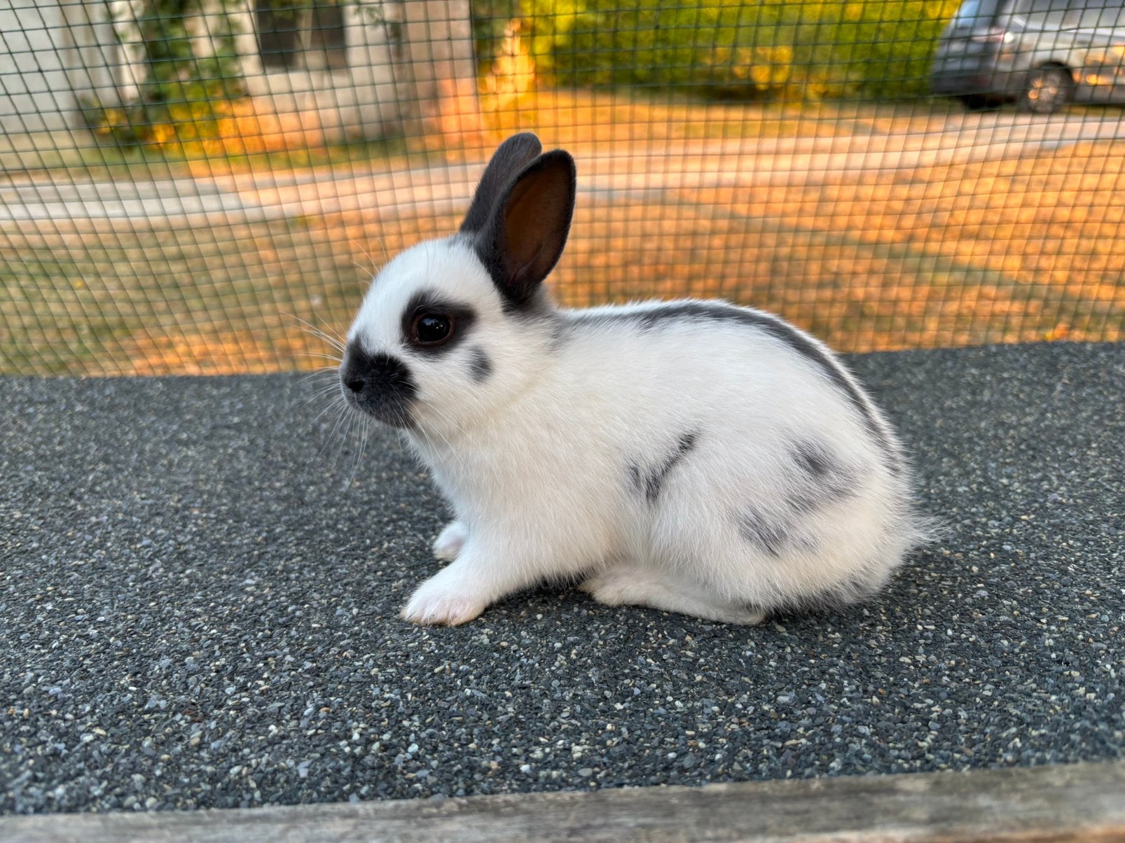 LAPIN PAPILLON NAIN, Animaux & Accessoires, Enlèvement, Lapin