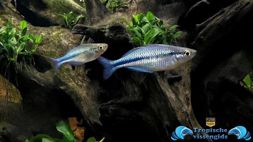 blauwe regenboogvis, Dieren en Toebehoren, Vis, Zoetwatervis