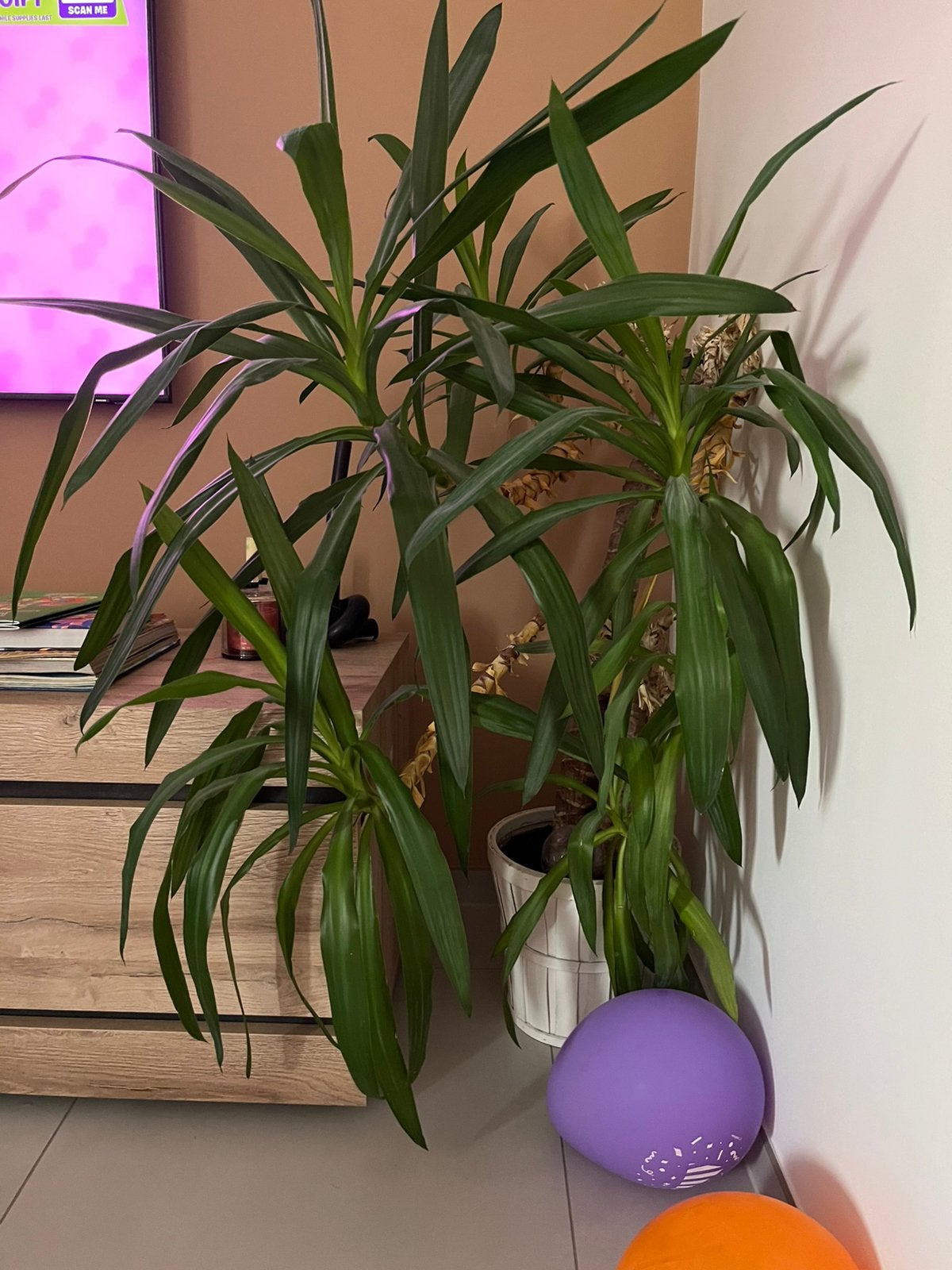 Yuccaplant, Ophalen, Yucca