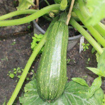courgetteplanten van 10 soorten courgette, Tuin en Terras, Ophalen, Groenteplanten, Eenjarig, Halfschaduw
