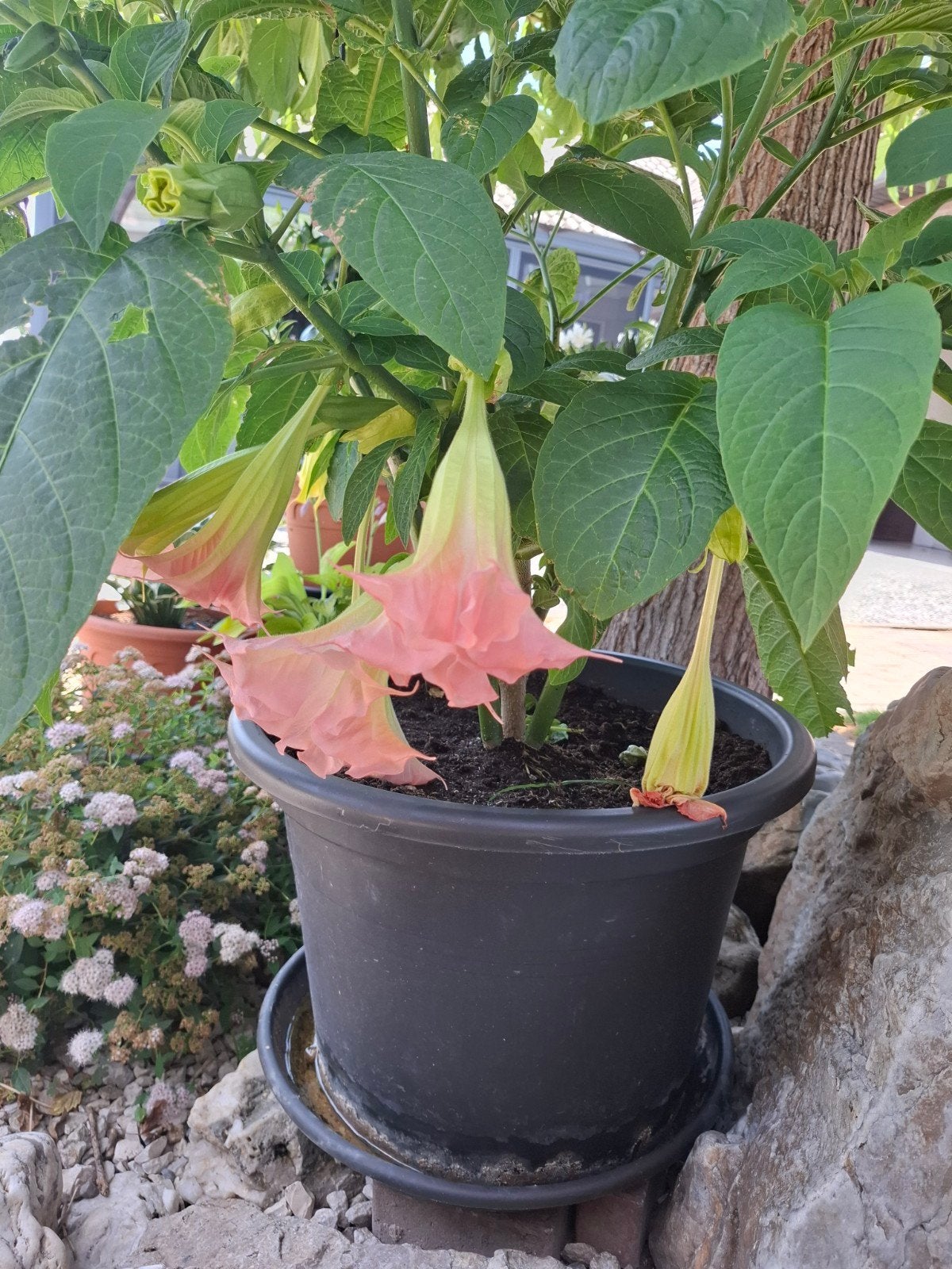 Mooie brugmanias, Tuin en Terras, Ophalen