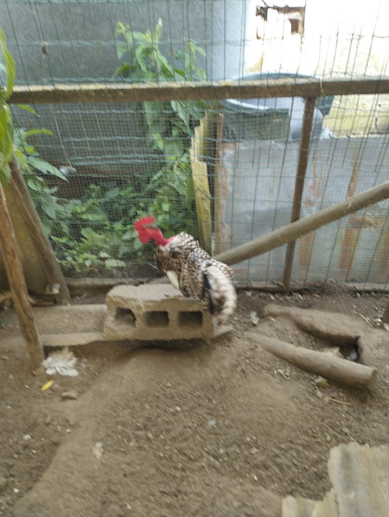 Gratis kriel naakthals haan, Animaux & Accessoires, Mâle, Poule ou poulet