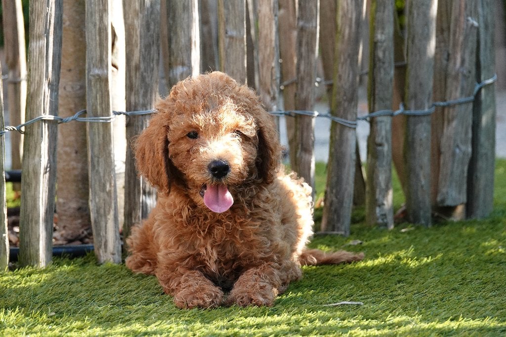 Prachtige abrikoze Mini-Labradoodle, met stamboom, België, CDV (hondenziekte), 8 tot 15 weken, Meerdere