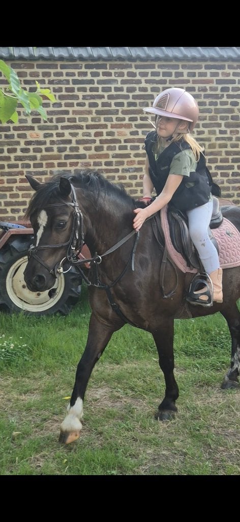 B pony, Dieren en Toebehoren, Pony's, B, Ruin, B pony (1.17m tot 1.27m), Gechipt