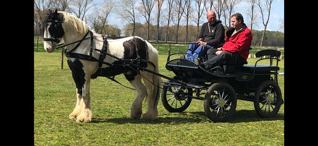 Koets en gareel, Utilisé, Calèche marathon, Cheval ou Poney