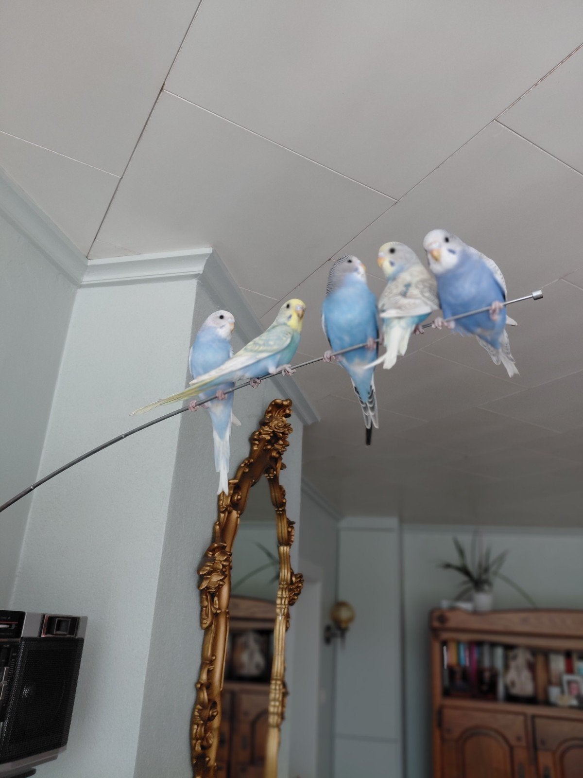 Jeunes perruches, Animaux & Accessoires, Oiseaux | Perruches & Perroquets