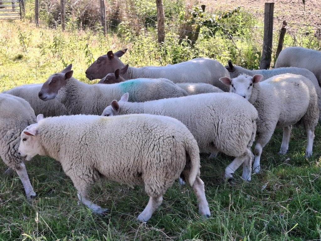 schapen, Animaux & Accessoires, Moutons, Chèvres & Cochons, Mâle, Mouton, 0 à 2 ans