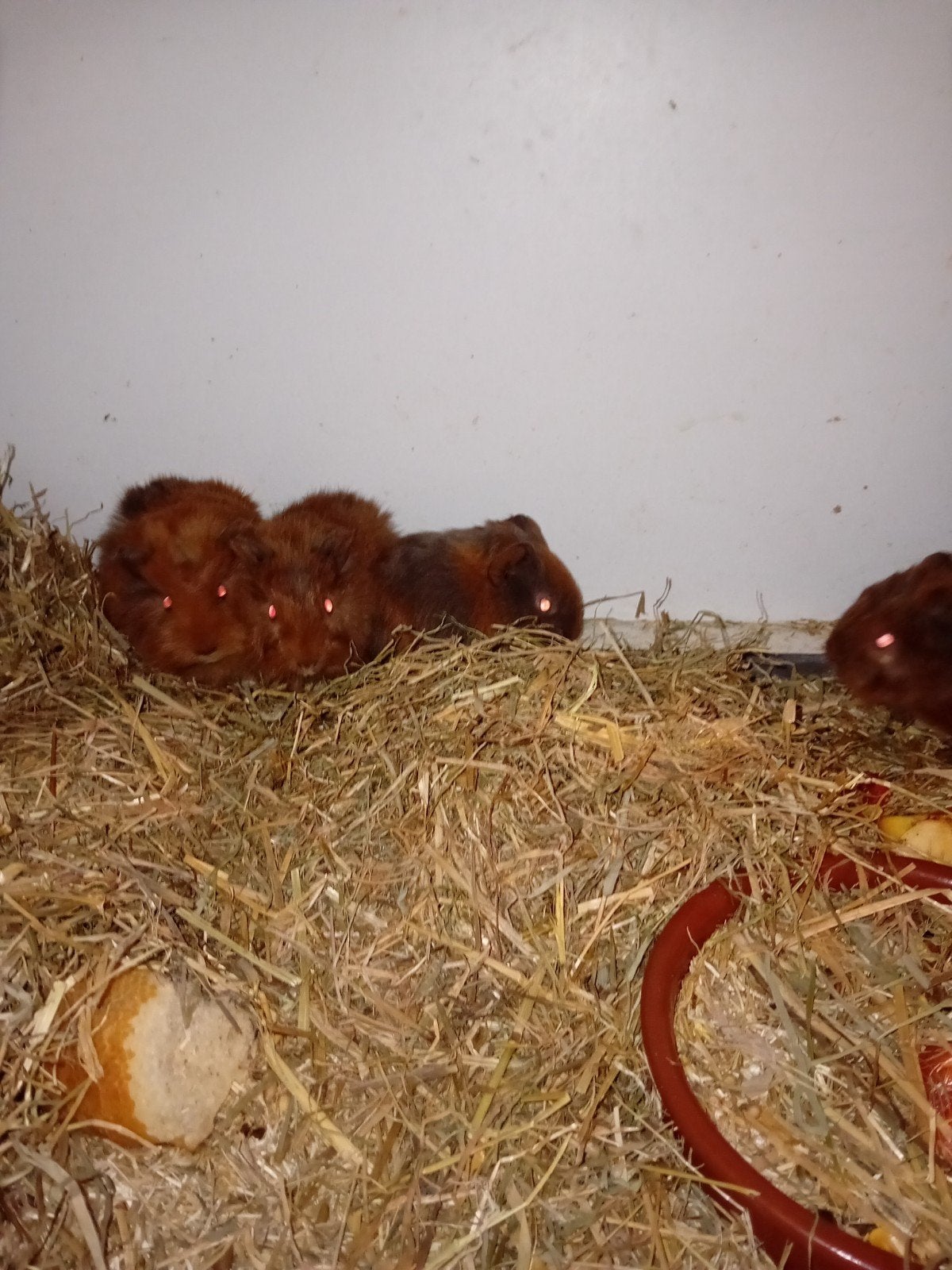 7 jonge cavia's, Août, Domestique, Plusieurs animaux, Cobaye