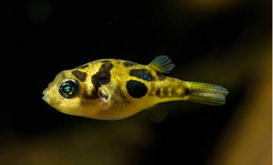DwergPuffer Nakweek tegen slakkenplagen, Poisson, Poisson d'eau douce