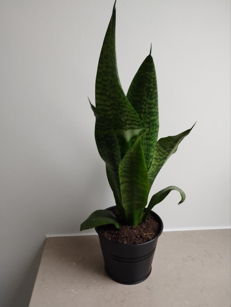 Sanseveria in zwarte bloempot., Ophalen