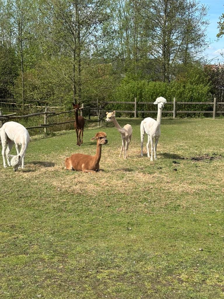 Scheren van schapen alpaca’s en lama’s, Sexe inconnu, Porcs