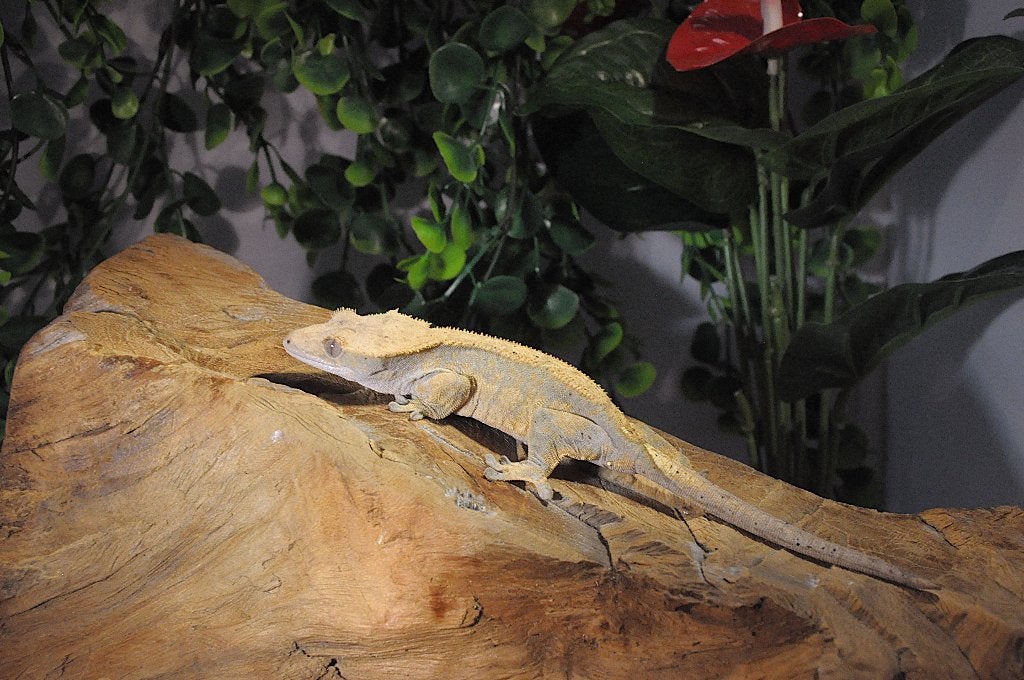 Wimpergekko 04, Animaux & Accessoires, Reptiles & Amphibiens, Autres espèces, 0 à 2 ans