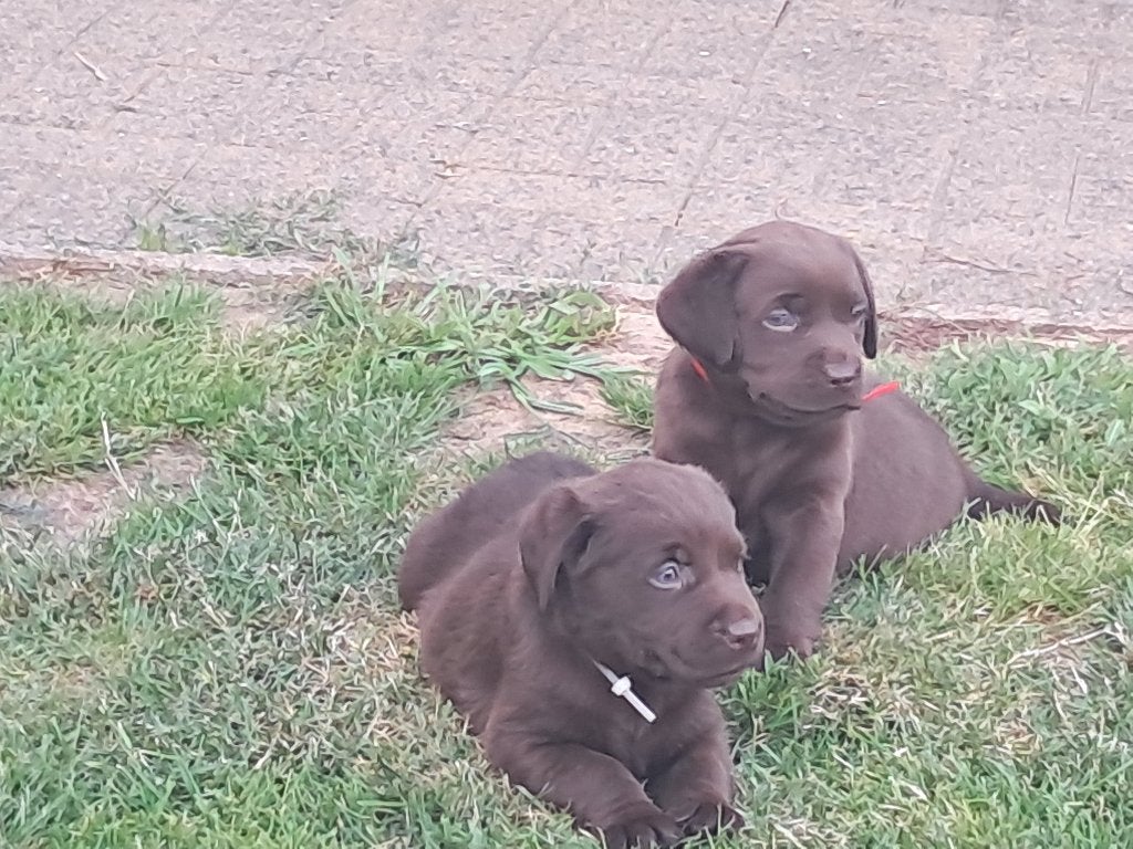 labrador pups, Particulier, Chien (mâle), Belgique, 8 à 15 semaines