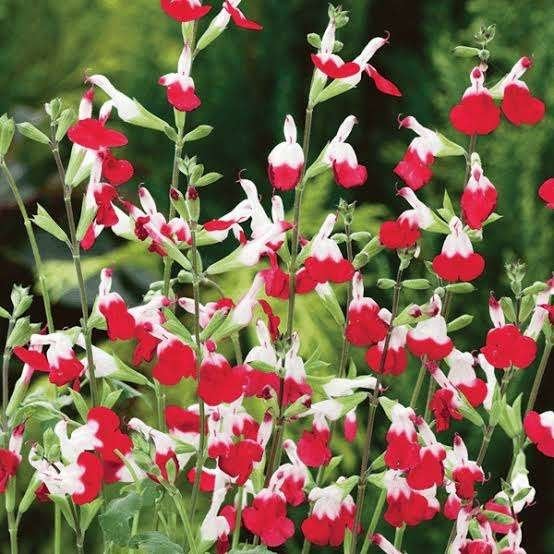 Salvia Hotlips, Tuin en Terras, Ophalen, Halfschaduw