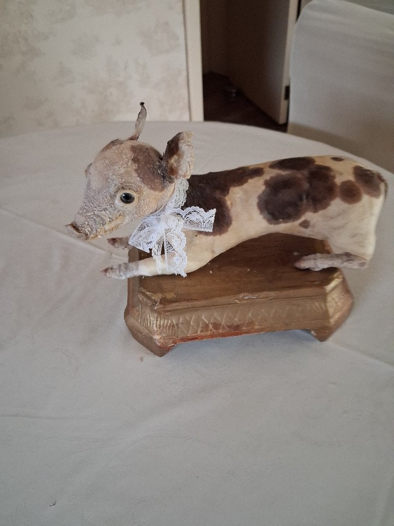Taxidermie , Zeer klein Biggentje, Antiek en Kunst, Ophalen of Verzenden