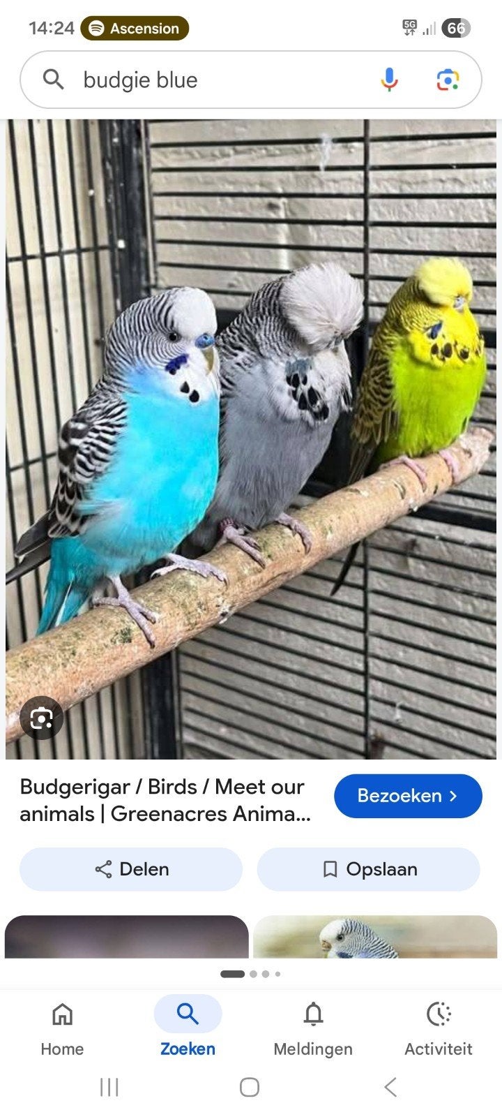 blauwe jong mannetje grasparkiet gezocht, Mâle