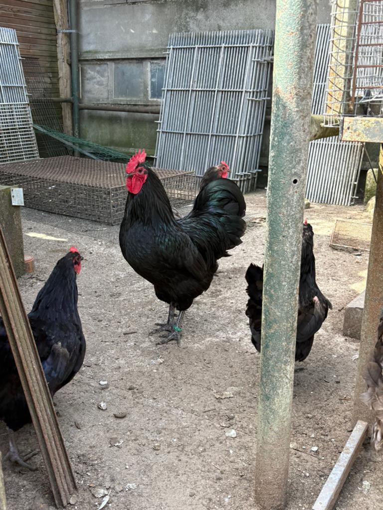 Australorp, Animaux & Accessoires, Plusieurs animaux, Poule ou poulet