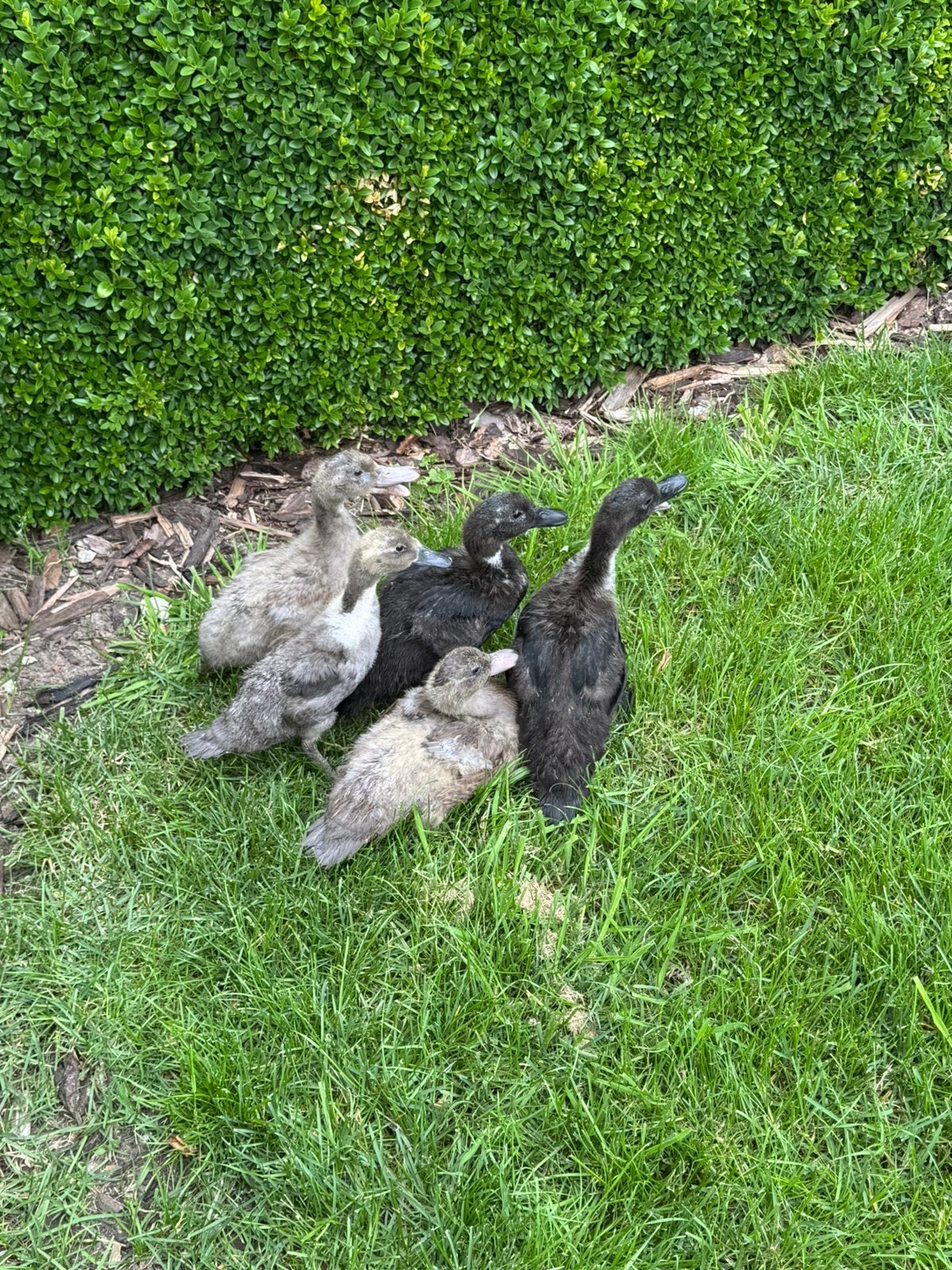 Wilde eenden kuikens, Sexe inconnu, Canard