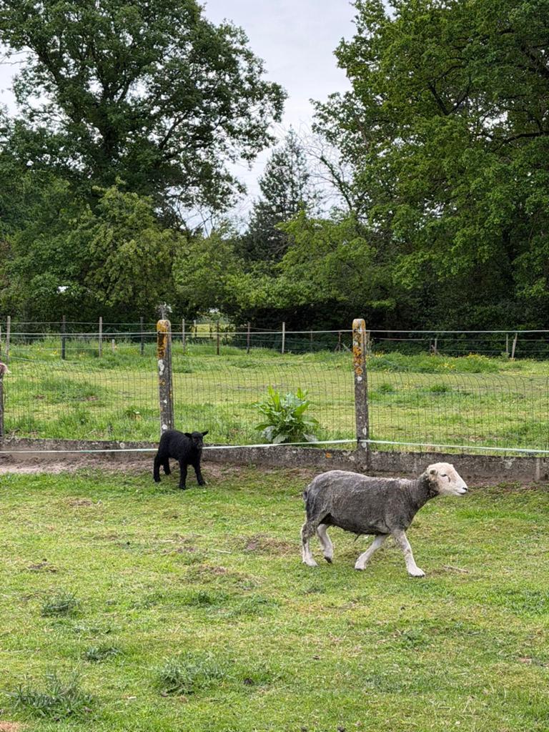 3 herdwick schapen te koop, Dieren en Toebehoren, Geslacht onbekend